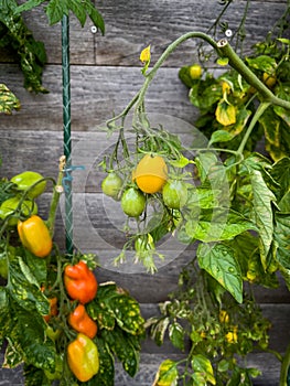 many Tomatoes ripen on the perennials on a house wall