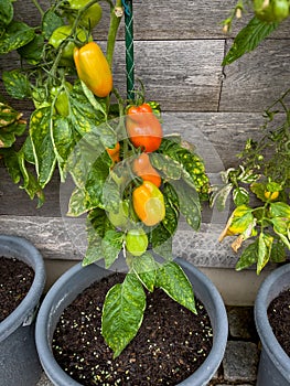 many Tomatoes ripen on the perennials on a house wall