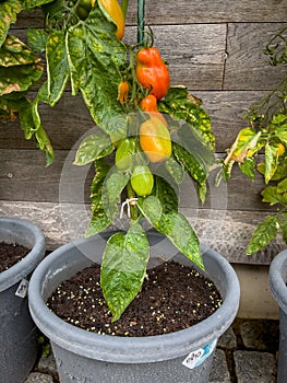 many Tomatoes ripen on the perennials on a house wall