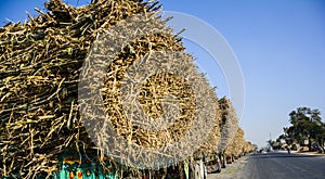 Many tractors loaded with sugar cane