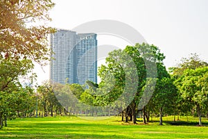 Many tree and mesdow in public park in the town with building and sky photo