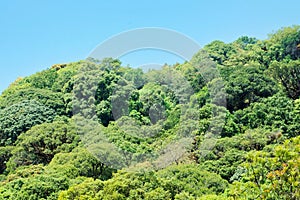 Many tree on mountain in Thailand. Tropical rain forest with blue sky. Beautiful of Jungle in Southeast Asia