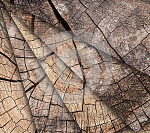 Many Tree stumps background. Mosaic of brown cracked and cut Wooden texture pattern background.