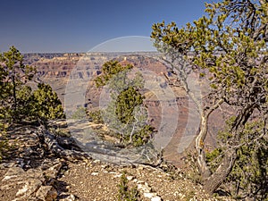 Many trees align the southern rim of the Grand Canyon