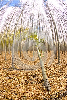 Many trees on a farm with one then is bent over