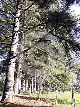 many trees flanking a sandy road with holes in the interior