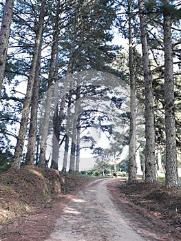 many trees flanking a sandy road with holes in the interior