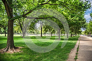 Many trees with shadow and sunlight in Washington DC parks