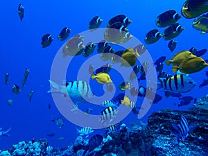 Many Tropical Fish Butterflies and Tangs Swim Over Reef in Blue