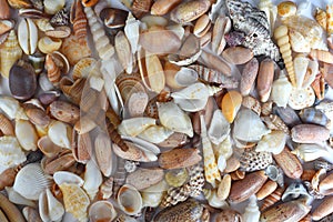 Many tropical seashells as a background