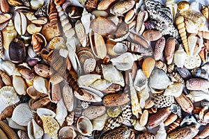 Many tropical seashells as a background