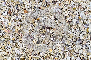 Many tropical seashells as a background
