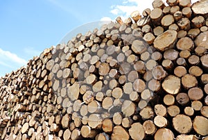 many trunks of trees