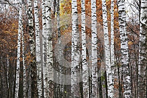 Many trunks of white birches and red foliage in the forest