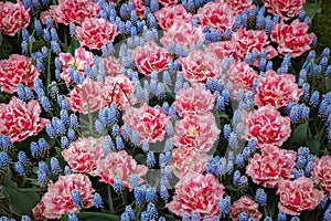 Many tulip and muscari flowers growing outdoors, above view. Spring season