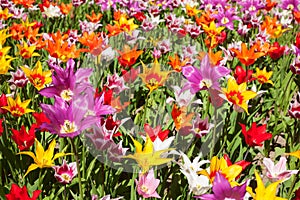 Many tulips in different colors