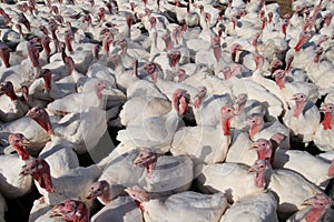 Many turkeys photo