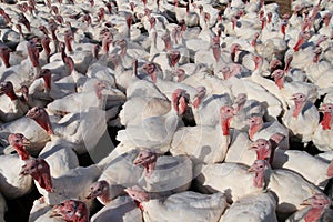Many turkeys