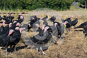 Many turkeys at the farm