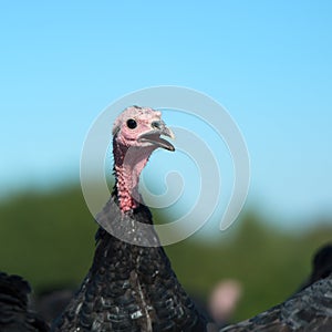 Many turkeys at the farm