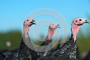 Many turkeys at the farm