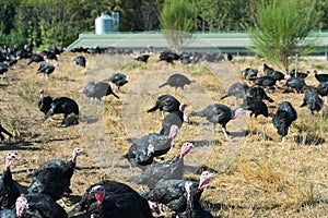 Many turkeys at the farm