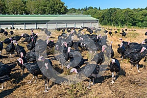 Many turkeys at the farm