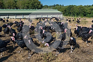 Many turkeys at the farm