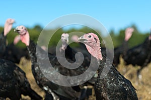 Many turkeys at the farm