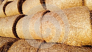 Many twisted bales pressed wheat straw on field after wheat harvest on sunny day