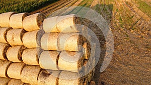 Many twisted dry wheat straw in roll bales on field during sunset sunrise