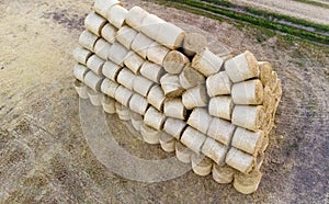 Many twisted dry wheat straw in roll bales on field during sunset sunrise.