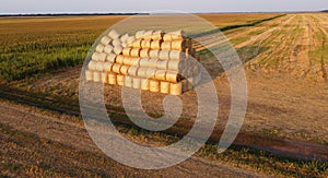 Many twisted dry wheat straw in roll bales on field during sunset sunrise