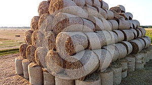 Many twisted dry wheat straw in roll bales on field during sunset sunrise Rural