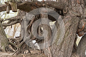 Many twisted roots of old tree. Large trunk of fantasy plant growth in nature.