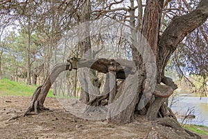 Many twisted roots of old tree. Large trunk of fantasy plant growth in nature.