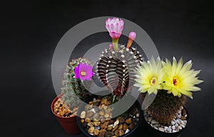Many type Flowers and multicolors of mini cactus in little pots. Studio shot marble pattern background.