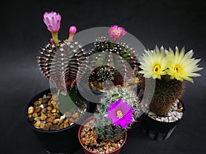 Many type Flowers and multicolors of mini cactus in little pots. Studio shot marble pattern background black