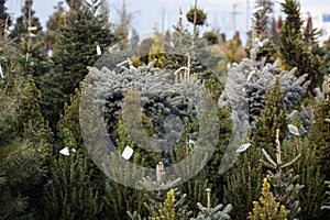 Many types of Christmas trees for sale