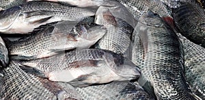 Many types of fish are sold in trays for cooking