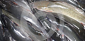 Many types of fish are sold in trays for cooking