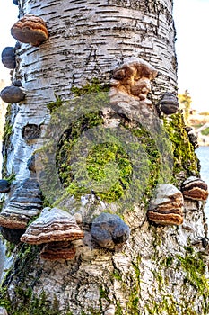 Many types of wood pores growing on a birch trunk
