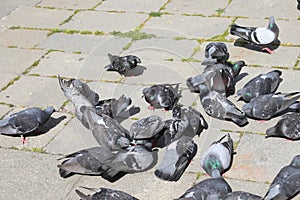 many urban pigeon pigeons on the square in the city