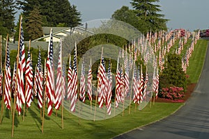 Many US Flags placed in lawn