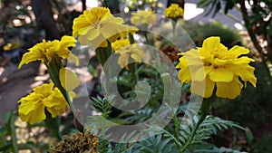 the many variants of yellow flowers that can be seen in the front garden of the house