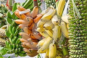 Molti varietà da banane 