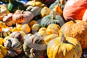 Many various and big colorful pumpkins background