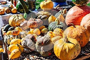 Many various and big colorful pumpkins background