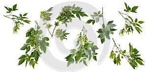 Many various branches of maple tree with green seeds on white background