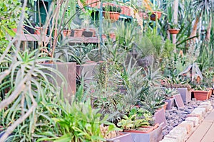 Many various cacti and succulents dispayed in botanical garden